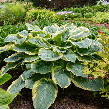 Hosta 'Gigantosaurus' - Shadowland® Gigantosaurus Hosta