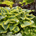 Hosta 'Seducer' - Shadowland® 'Seducer' Hosta