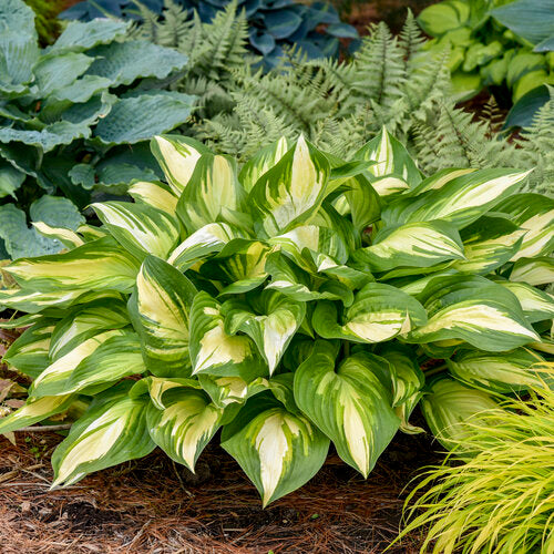 Hosta hybrid 'Miss America' - Shadowland® Miss America Hosta