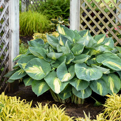 Hosta hybrid 'Hudson Bay' - Shadowland® Hudson Bay Hosta