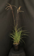 Miscanthus sinensis 'Huron Sunrise' - Huron Sunrise Maiden Grass