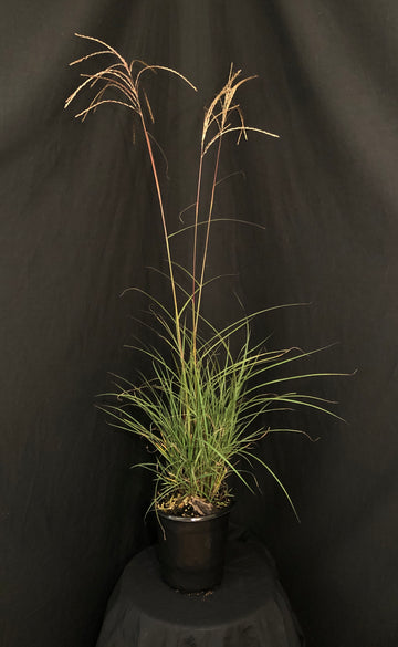 Miscanthus sinensis 'Huron Sunrise' - Huron Sunrise Maiden Grass