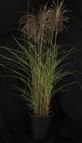 Miscanthus sinensis 'Huron Sunrise' - Huron Sunrise Maiden Grass