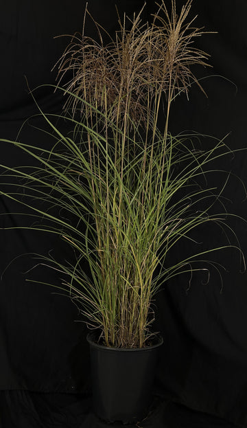 Miscanthus sinensis 'Huron Sunrise' - Huron Sunrise Maiden Grass
