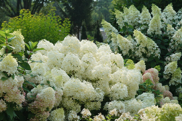 Hydrangea paniculata 'NCHP1' - Puffer Fish® Hydrangea