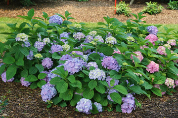Hydrangea mac. × serrata 'SMNHSME' - Sky View® Hydrangea