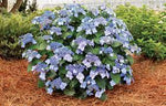 Hydrangea macrophylla ‘Bailmacsix' - Pop Star® Bigleaf Hydrangea