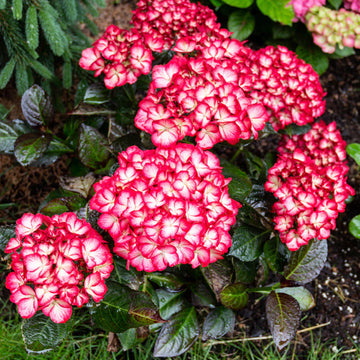 Hydrangea macrophylla 'Hokomabebos' - Kimono™ Reblooming Hydrangea