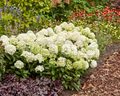 Hydrangea paniculata Bloom Champion® 'Fresh White' -  Fresh White Hydrangea