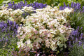 Hydrangea paniculata 'AJ14' - Early Evolution® Panicle Hydrangea