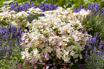 Hydrangea paniculata 'AJ14' - Early Evolution® Panicle Hydrangea