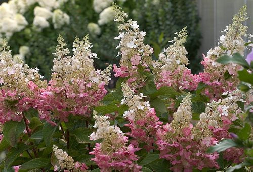 Hydrangea paniculata 'DVPpinky' Standard - Pinky Winky™ Hydrangea Standard