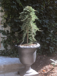 Juniperus horizontalis 'Wiltonii' Blue Rug Standard - Blue Rug Juniper