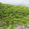 Juniperus chinensis 'Sargentii Viridis' - Green Sargent's Juniper
