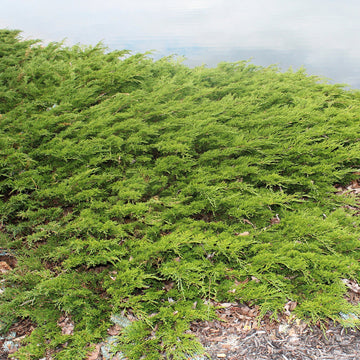 Juniperus chinensis 'Sargentii Viridis' - Green Sargent's Juniper