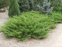 Juniperus sabina 'Arcadia' - Arcadia Juniper