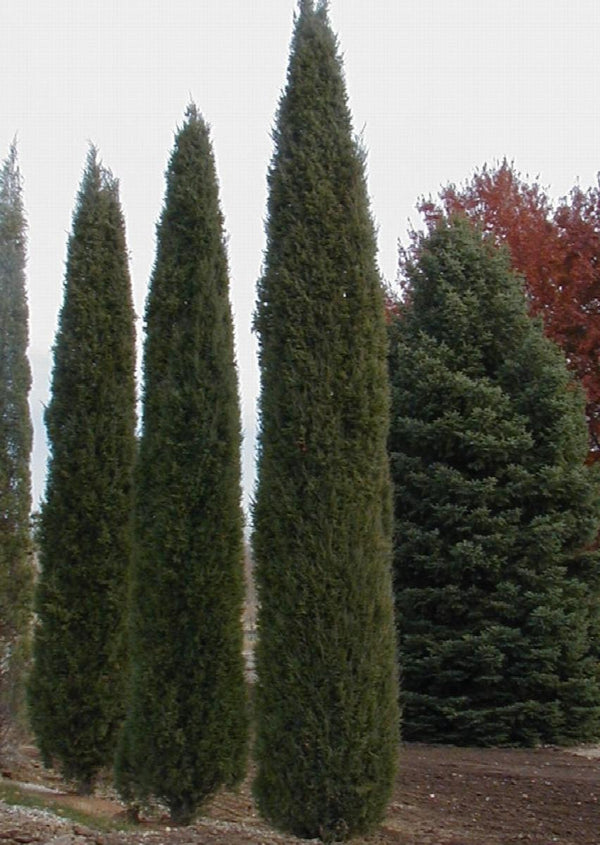 Juniperus virginiana 'Taylor' - Taylor Eastern Red Cedar