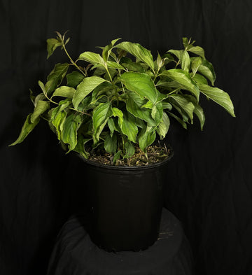 Cornus stolonifera 'Kelseyi' - Kelsey Dwarf Dogwood