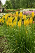 Kniphofia hybrid 'Solar Flare' - Pyromania® Solar Flare Red Hot Poker