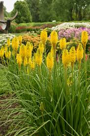 Kniphofia hybrid 'Solar Flare' - Pyromania® Solar Flare Red Hot Poker