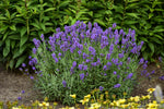 Lavandula angustifolia Sweet Romance® - Sweet Romance® Lavender