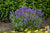 Lavandula angustifolia Sweet Romance® - Sweet Romance® Lavender