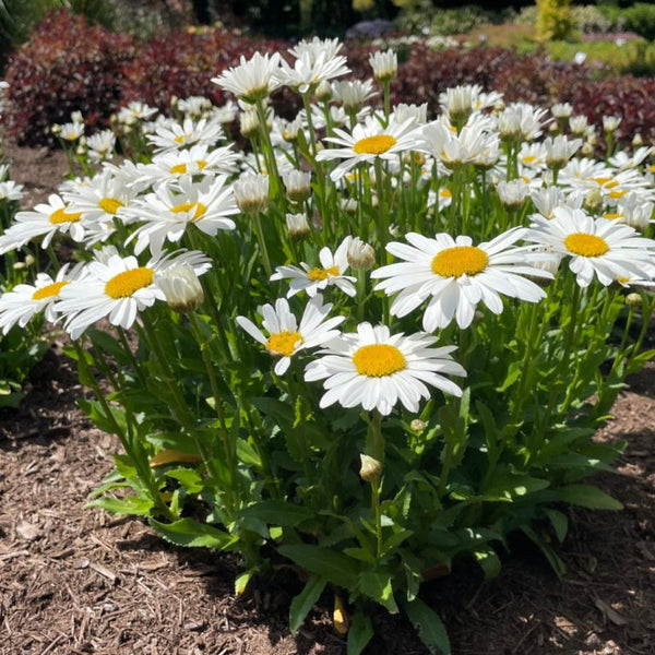 Leucanthemum maximum ‘LaGrande‘ - Ooh La™ LaGrande Shasta Daisy