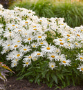 Leucanthemum superbum 'Marshmallow' - Marshmallow Shasta Daisy