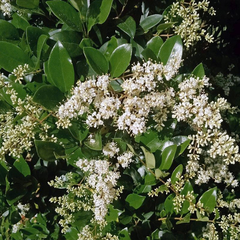 Ligustrum vulgare 'Cheyenne' - Cheyenne Privet | hillennursery