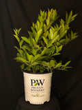 Itea Virginica 'Sprich' - Little Henry® Dwarf Virginia Sweetspire