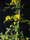 Clematis 'Zo14100' - Little Lemons Clematis