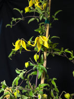 Clematis 'Zo14100' - Little Lemons Clematis