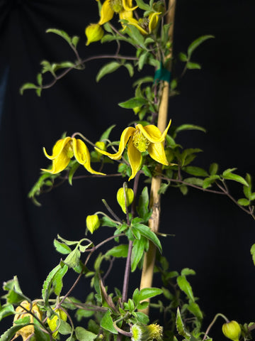 Clematis 'Zo14100' - Little Lemons Clematis