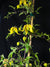 Clematis 'Zo14100' - Little Lemons Clematis