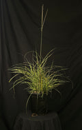 Miscanthus sinensis 'Little Zebra' - Little Zebra Maiden Grass