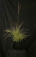 Miscanthus sinensis 'Little Zebra' - Little Zebra Maiden Grass
