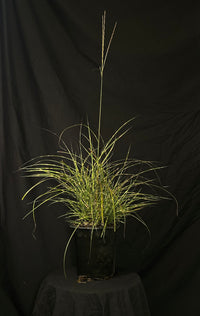 Miscanthus sinensis 'Little Zebra' - Little Zebra Maiden Grass