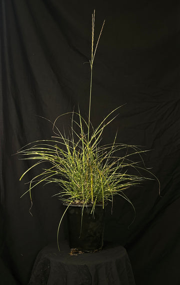 Miscanthus sinensis 'Little Zebra' - Little Zebra Maiden Grass