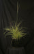 Miscanthus sinensis 'Little Zebra' - Little Zebra Maiden Grass
