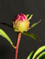 Paeonia 'London' - London Peony