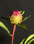 Paeonia 'London' - London Peony