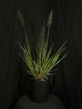 Pennisetum alopecuroides 'Love and Rockets' - Love and Rockets Fountain Grass