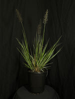 Pennisetum alopecuroides 'Love and Rockets' - Love and Rockets Fountain Grass