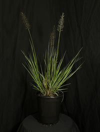 Pennisetum alopecuroides 'Love and Rockets' - Love and Rockets Fountain Grass