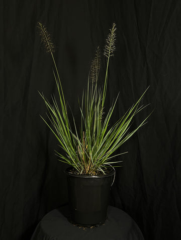 Pennisetum alopecuroides 'Love and Rockets' - Love and Rockets Fountain Grass