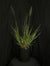 Pennisetum alopecuroides 'Love and Rockets' - Love and Rockets Fountain Grass