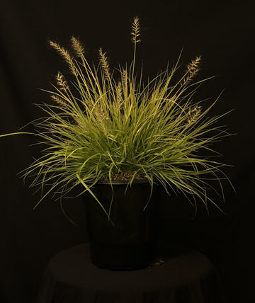 Pennisetum alopecuroides 'Lumen Gold' - Lumen Gold Fountain Grass