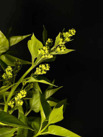 Syringa vulgaris 'Madame Lemoine' - Madame Lemoine Lilac