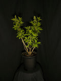 Syringa vulgaris 'Madame Lemoine' - Madame Lemoine Lilac