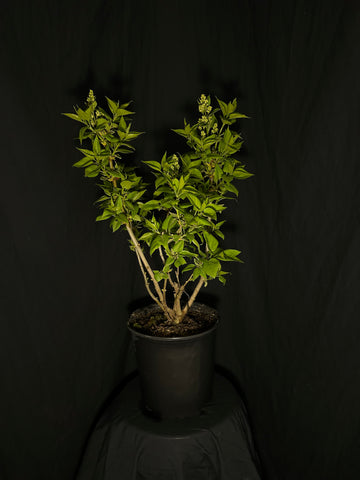 Syringa vulgaris 'Madame Lemoine' - Madame Lemoine Lilac